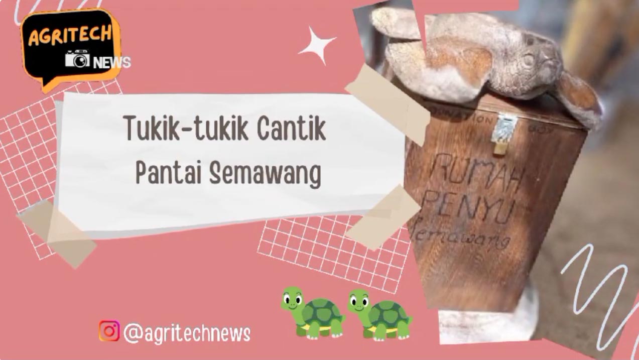 Tukik Cantik Pantai Semawang Bali