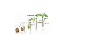 Guru Besar IPB University Manfaatkan Metode Mutakhir di Bidang Ekofisiologi, Temukan Tanaman Potensial
