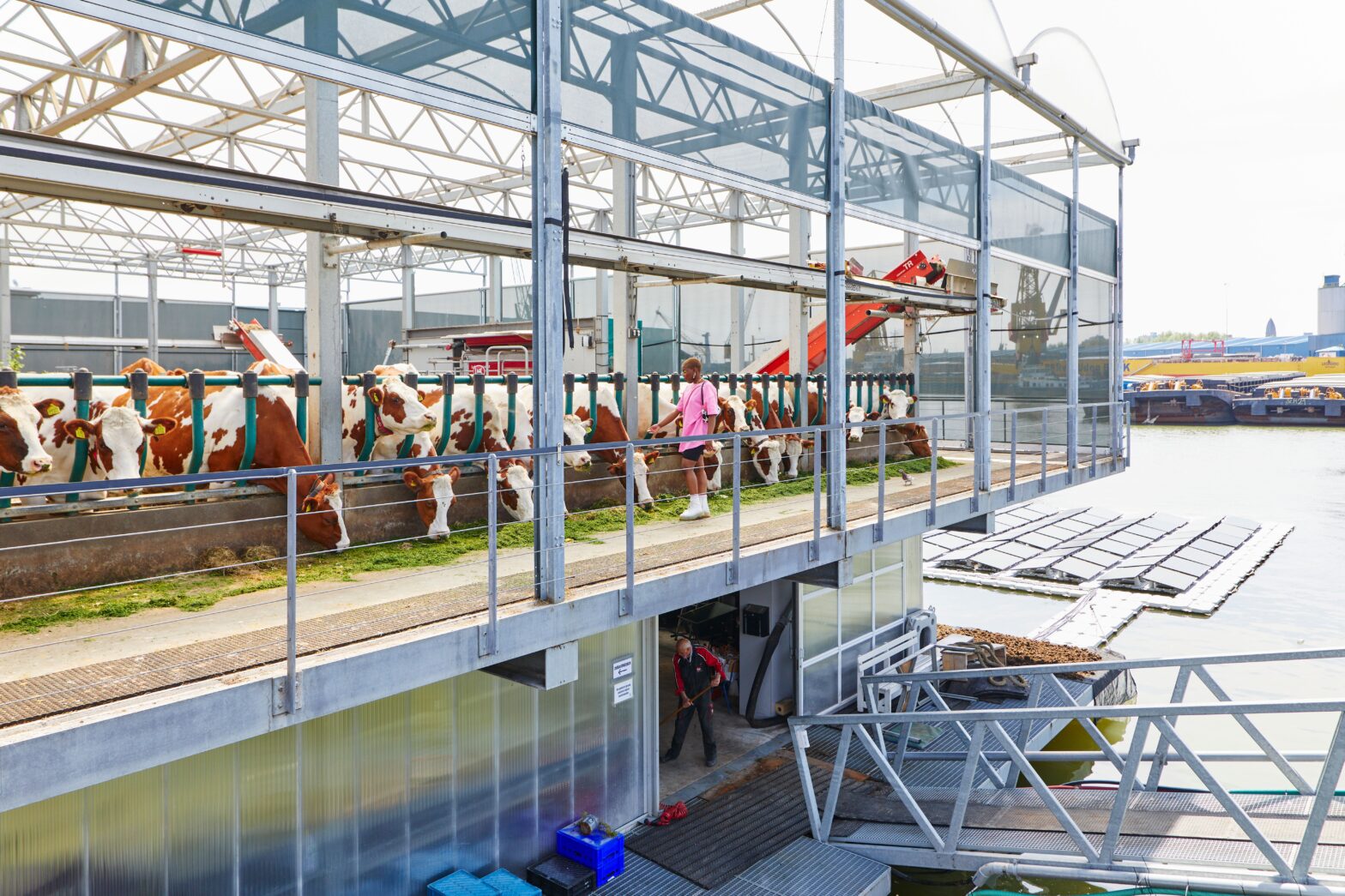 Peternakan Terapung di Belanda Jadi Solusi Hadapi Perubahan Iklim