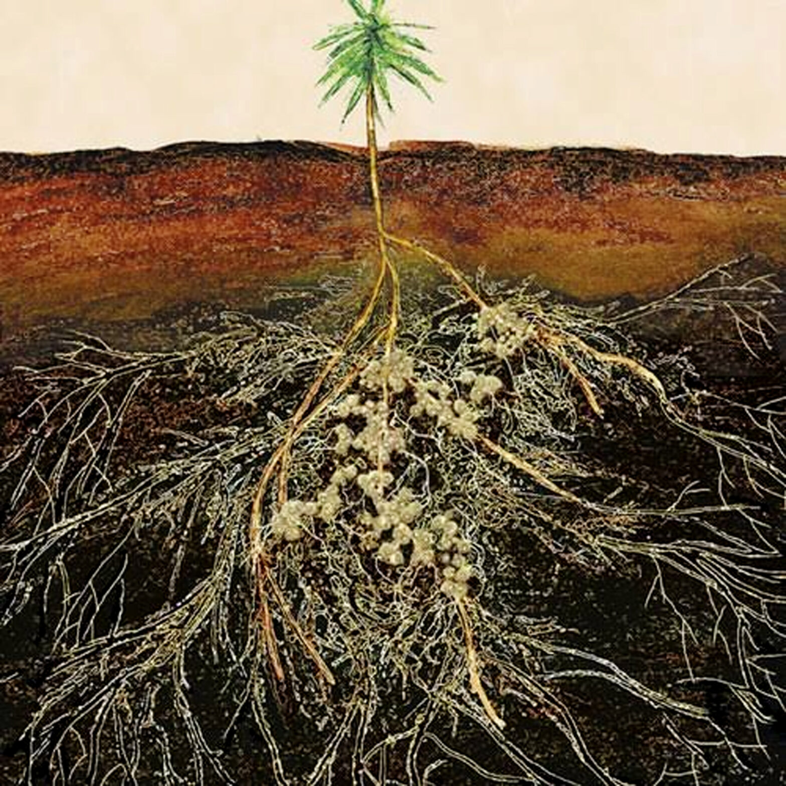 Cendawan Jaga Fungsi Kelangsungan Hidup Berbagai Organisme