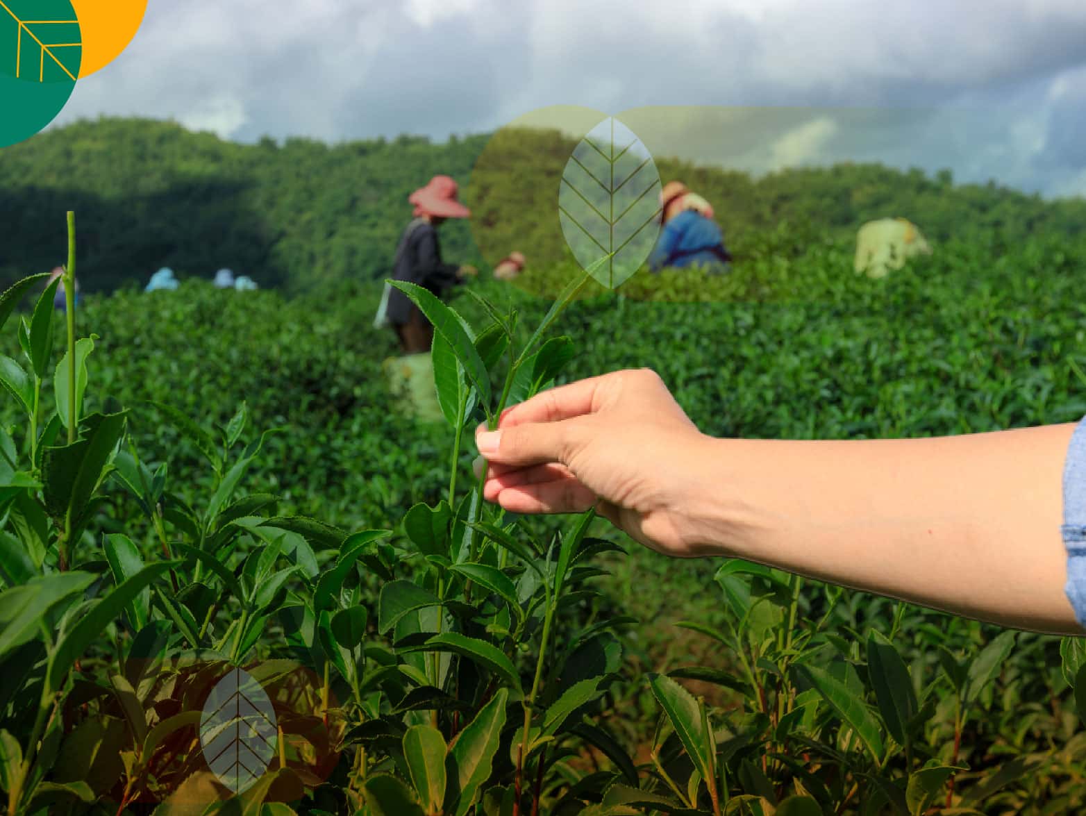 Senyawa Metabolit Sekunder Pengganti Pestisida Kimia Sintetik Melawan OPT