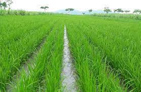 Data Satelit Bermanfaat untuk Tingkatkan Produktivitas Pertanian